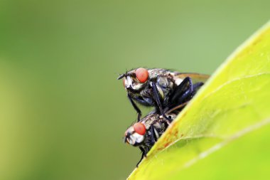 iki muscidae böceklerin çiftleşme