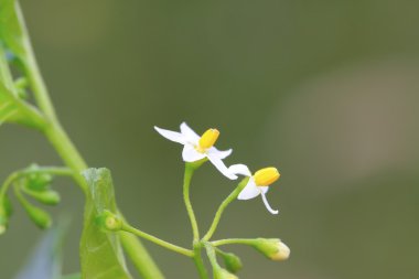 Solanum nigrum çiçekler