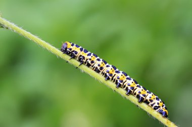 üzerinde yeşil yaprak marul kış güve 