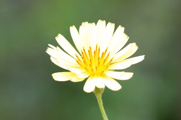 Ixeris chinensis çiçekler — Stok fotoğraf
