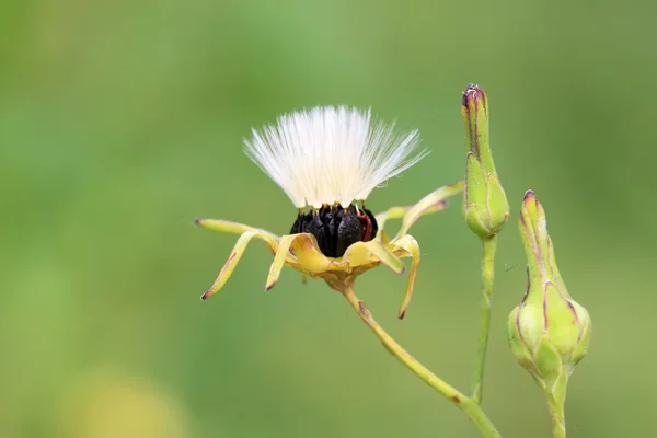 Семена ixeris chhensis — стоковое фото