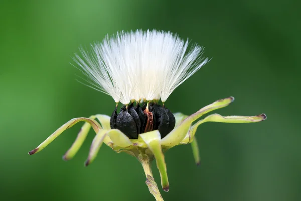 ixeris chinensis tohumları