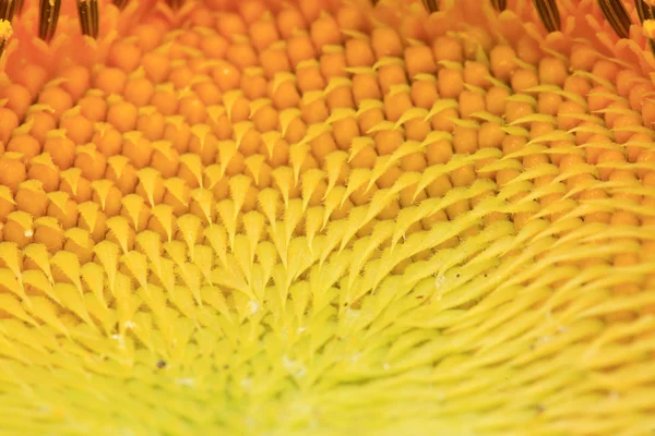 Sunflower — Stock Photo, Image