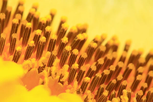 Girasol — Foto de Stock