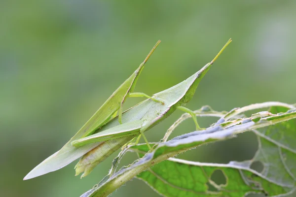 Two locusts mating — Stock Photo, Image