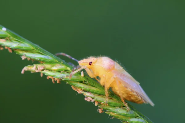 녹색 잎에 stinkbug 애벌레 — 스톡 사진