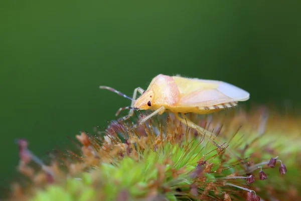 Личинки вонючих жуков на зелёном листе — стоковое фото