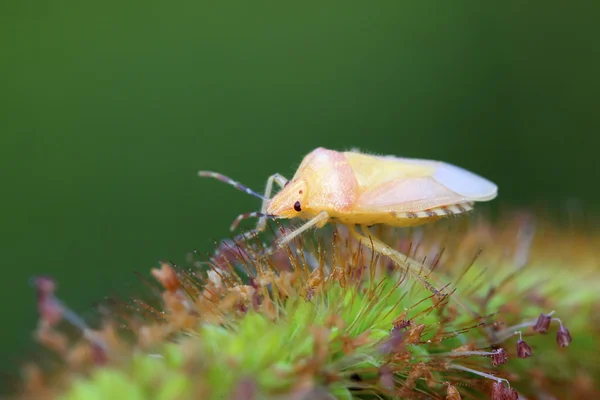 Larve di insetti puzzolenti su foglia verde — Foto Stock