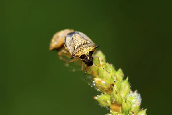 Вонючие жуки спариваются на зеленом листе — стоковое фото
