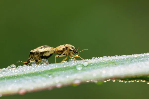 Stinkbug mating on green leaf — Stock Photo, Image