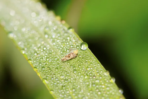 Leafhopper — Stock Photo, Image