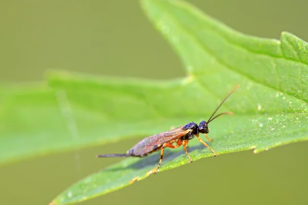 Yeşil yaprak üzerinde sawfly — Stok fotoğraf