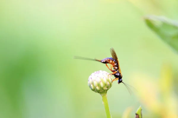 Sawfly 녹색 잎에 — 스톡 사진