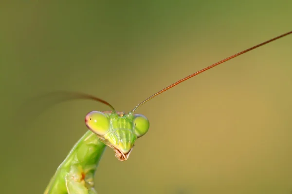 Tenodera mantis — Stock Photo, Image