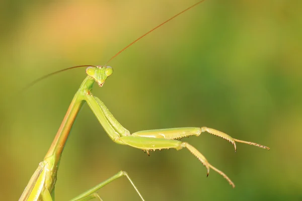 Tenodera mantis — Foto de Stock