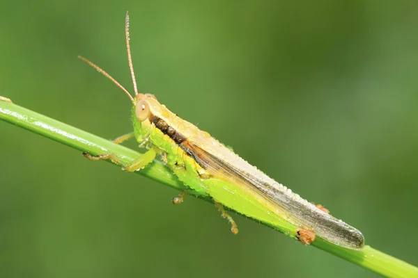 Kobylky na zelený list v přírodě — Stock fotografie
