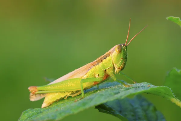 Gafanhotos em folha verde na natureza — Fotografia de Stock