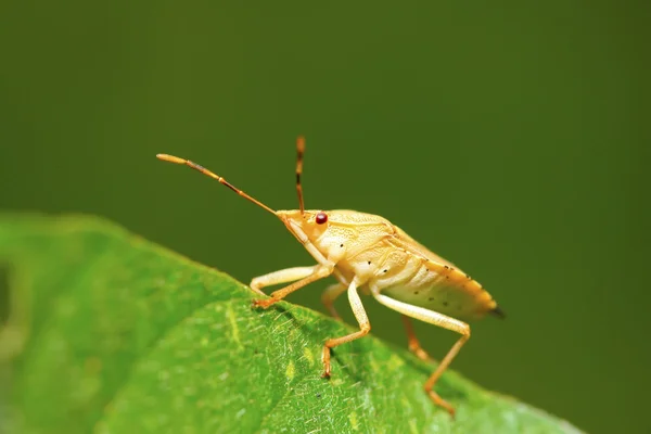 Stinkbug na zelený list — Stock fotografie