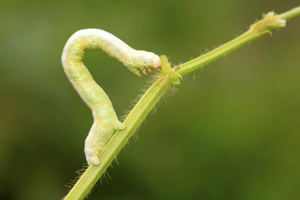 Geometrid on green leaf in the wild — Stock Photo, Image