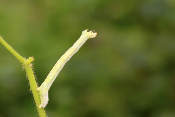 Geometrid on green leaf in the wild — Stock Photo, Image