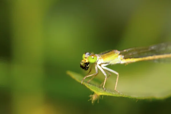 Dragonfly — Stock Photo, Image