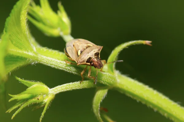 Stinkbug на зеленый лист — стоковое фото