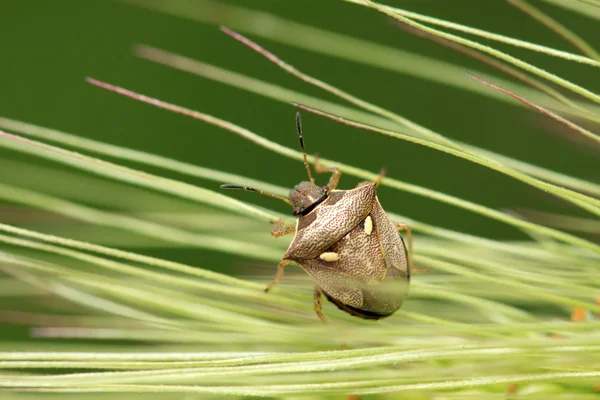 Stinkbug na zelený list — Stock fotografie