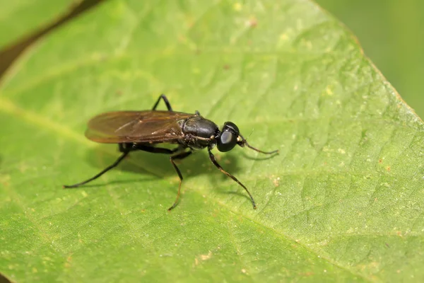 Schwarzwasserfliege — Stockfoto