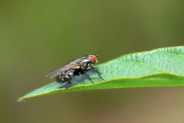 Мухи насекомые на листьях — стоковое фото