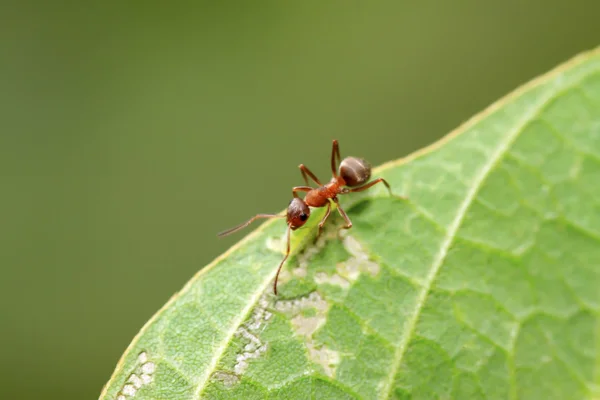 Mercerized brown forest ants — Stock Photo, Image