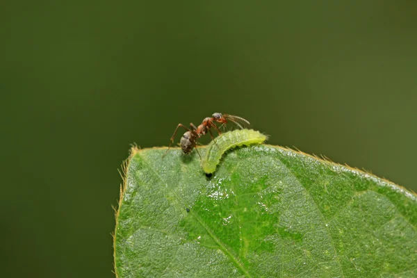 Hormigas mercerizadas del bosque marrón —  Fotos de Stock