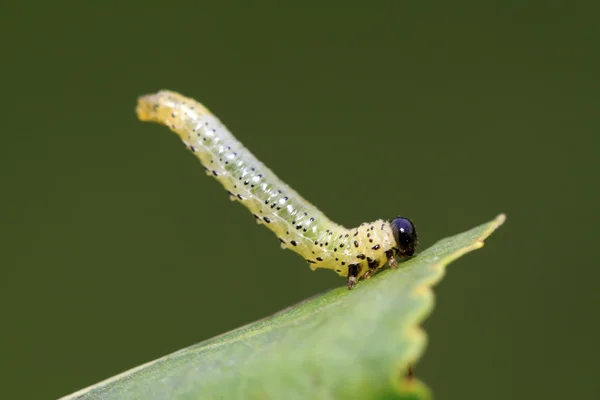 Larvas de serrana sobre hoja verde — Foto de Stock