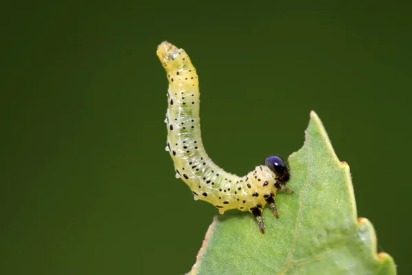 Fliegenlarven auf grünem Blatt — Stockfoto