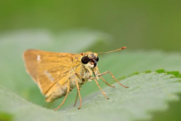 Vlinder — Stockfoto