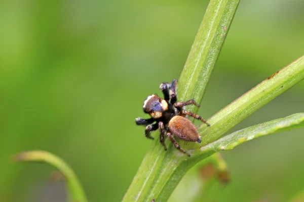 Spider — Stock Photo, Image