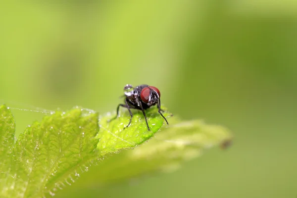 Owady muchy na liście — Zdjęcie stockowe
