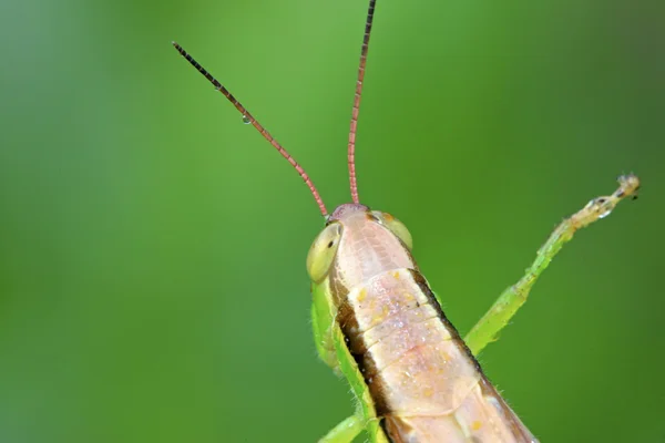 Langostas en hoja verde en la naturaleza —  Fotos de Stock