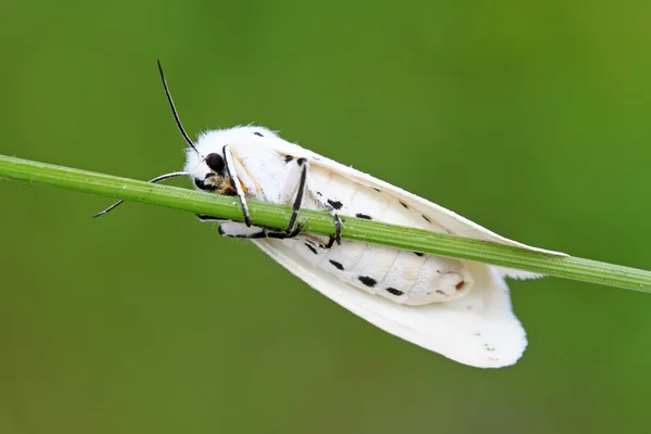 Insectos polilla — Foto de Stock