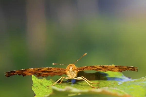 Vlinder — Stockfoto