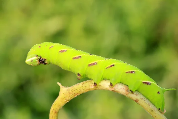 Fazole hawkmoth — Stock fotografie