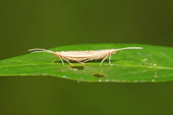 Çiftleşme diamondback güve — Stok fotoğraf