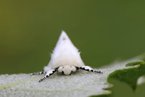 Tussock nachtvlinder — Stockfoto