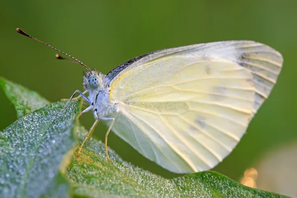 White butterfly — Stock Photo, Image