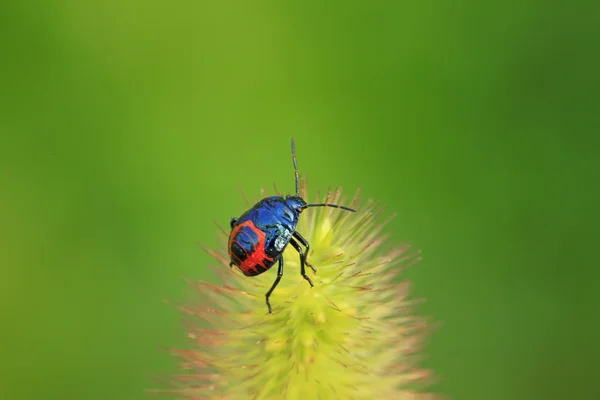 Larwy czarne stinkbug na zielony liść — Zdjęcie stockowe