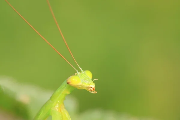 Tenodera mantis — Stockfoto