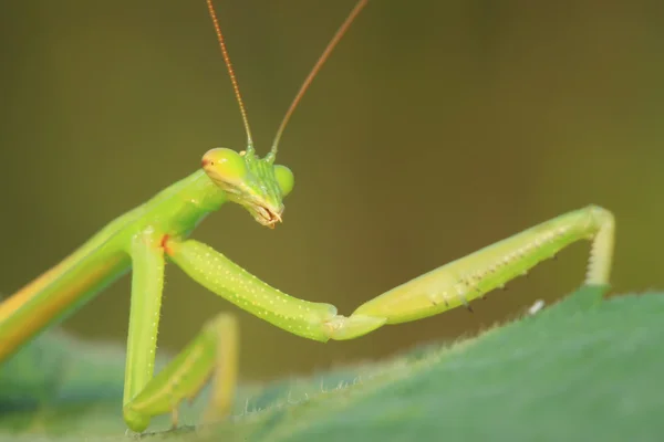 Tenodera богомола — стоковое фото