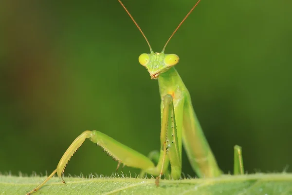 Tenodera mantis — Stock Photo, Image