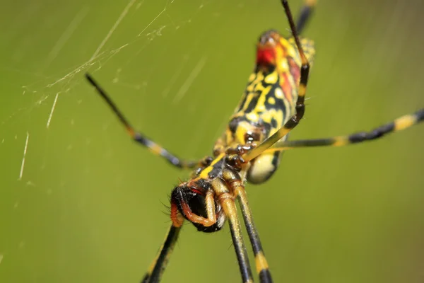 Spider — Stock Photo, Image