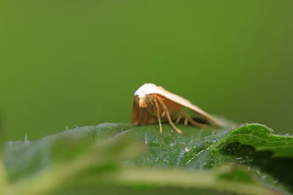 Insectos polilla —  Fotos de Stock