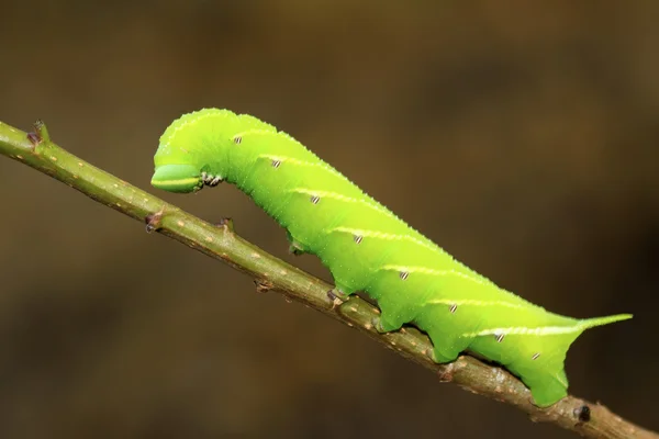 Feijão hawkmoth na folha verde na natureza — Fotografia de Stock